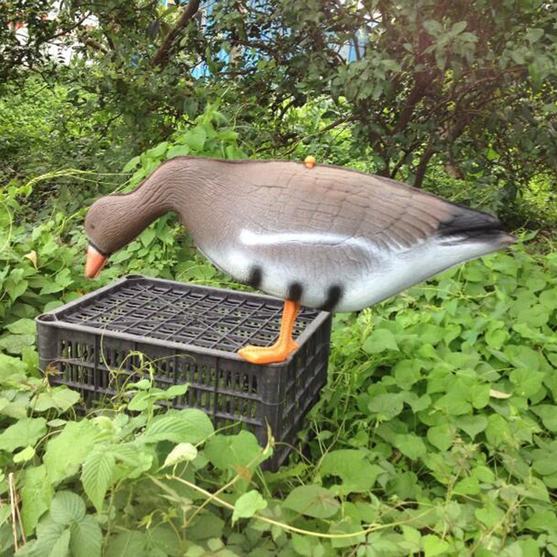 Lebendige Gans Jagd Lockvogel  – Hunting And Outdoor Supplies Bewertung und Preis